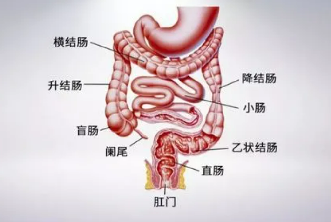 45岁男子肠息肉切除顺利,3年后突然恶化,医生:犯了一个错误