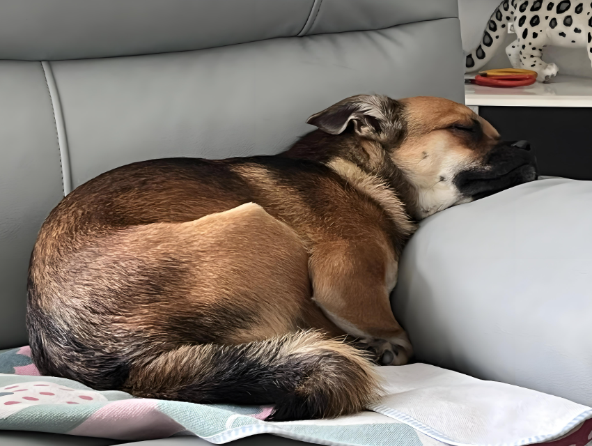 狗狗火化超度-狗狗火化一般多少钱 狗狗火化超度-狗狗火化一般多少钱