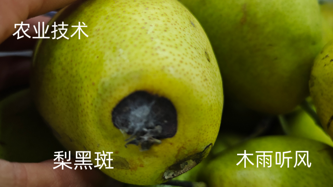 梨树黑斑病是怎样的病害?防治的方法是什么?