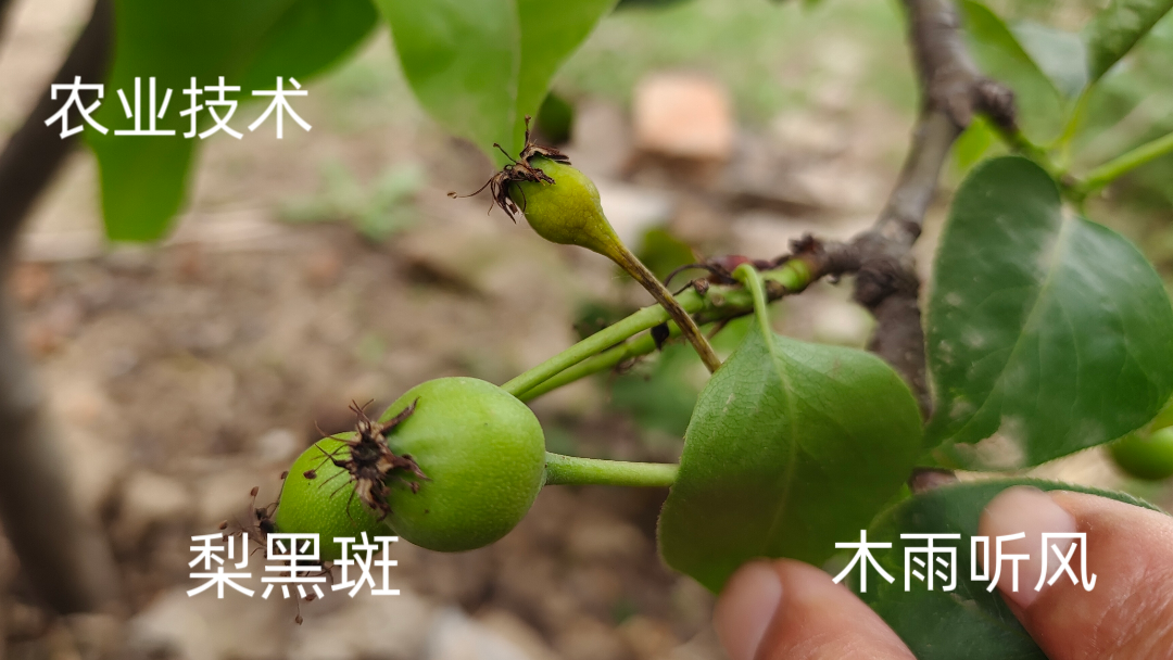 梨树黑斑病是怎样的病害?防治的方法是什么?