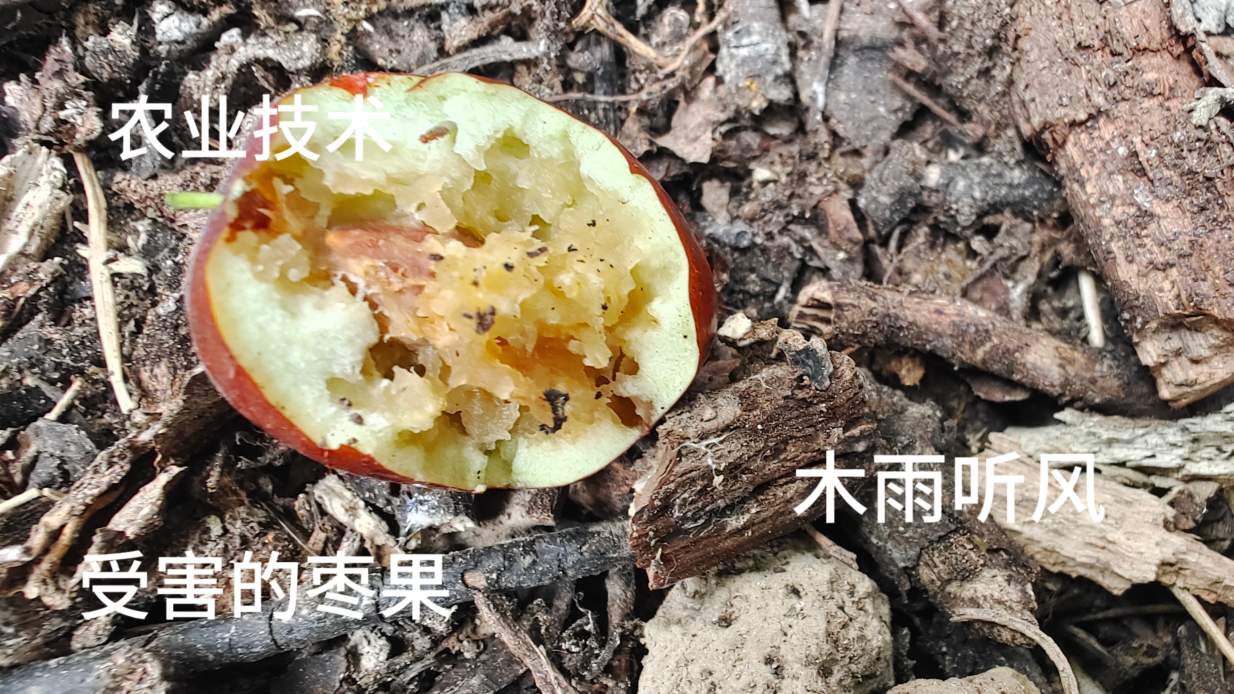 枣树的枣子里面有虫子怎么办?打什么药剂预防更好?