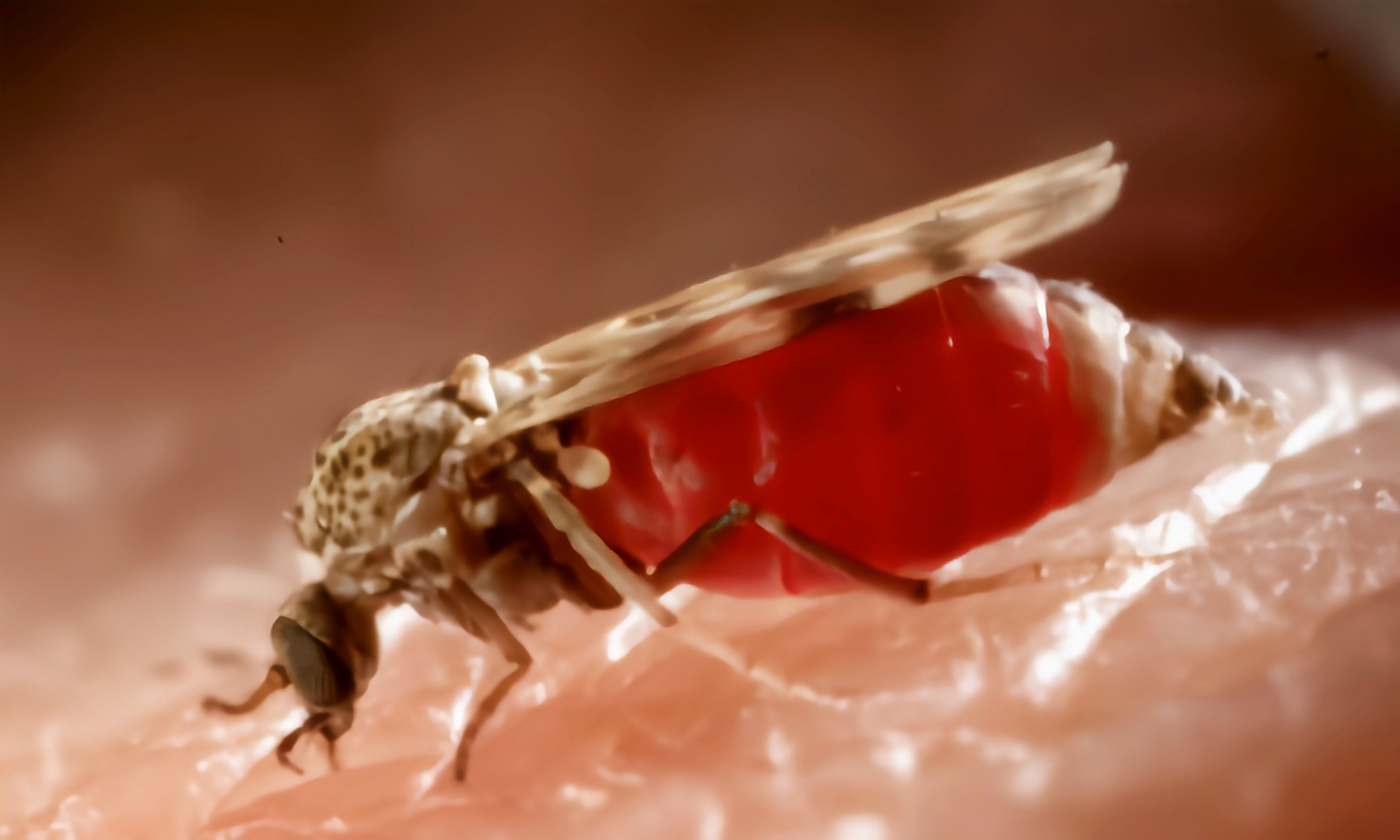 每天认识一种昆虫——墨蚊 墨蚊别名库蠓,小咬,蠓柏子,原产于亚洲