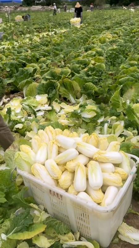 这下明白了,娃娃菜为什么比较贵-度小视