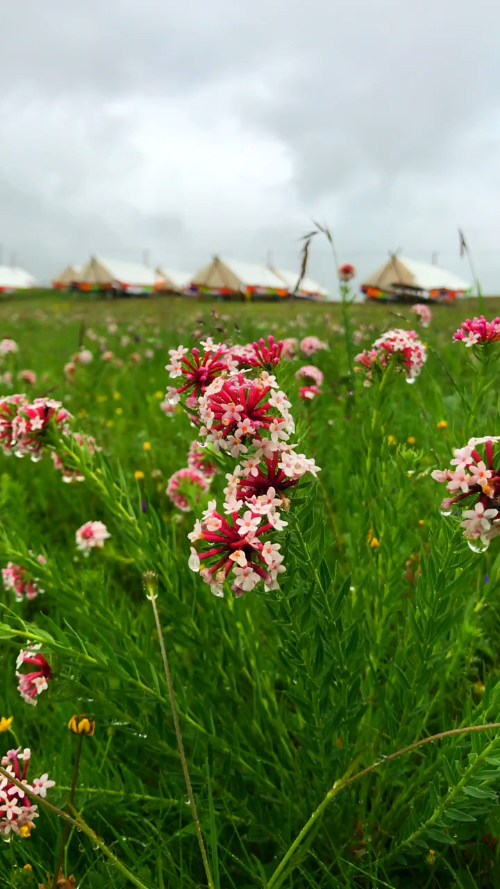 草原上的小花朵