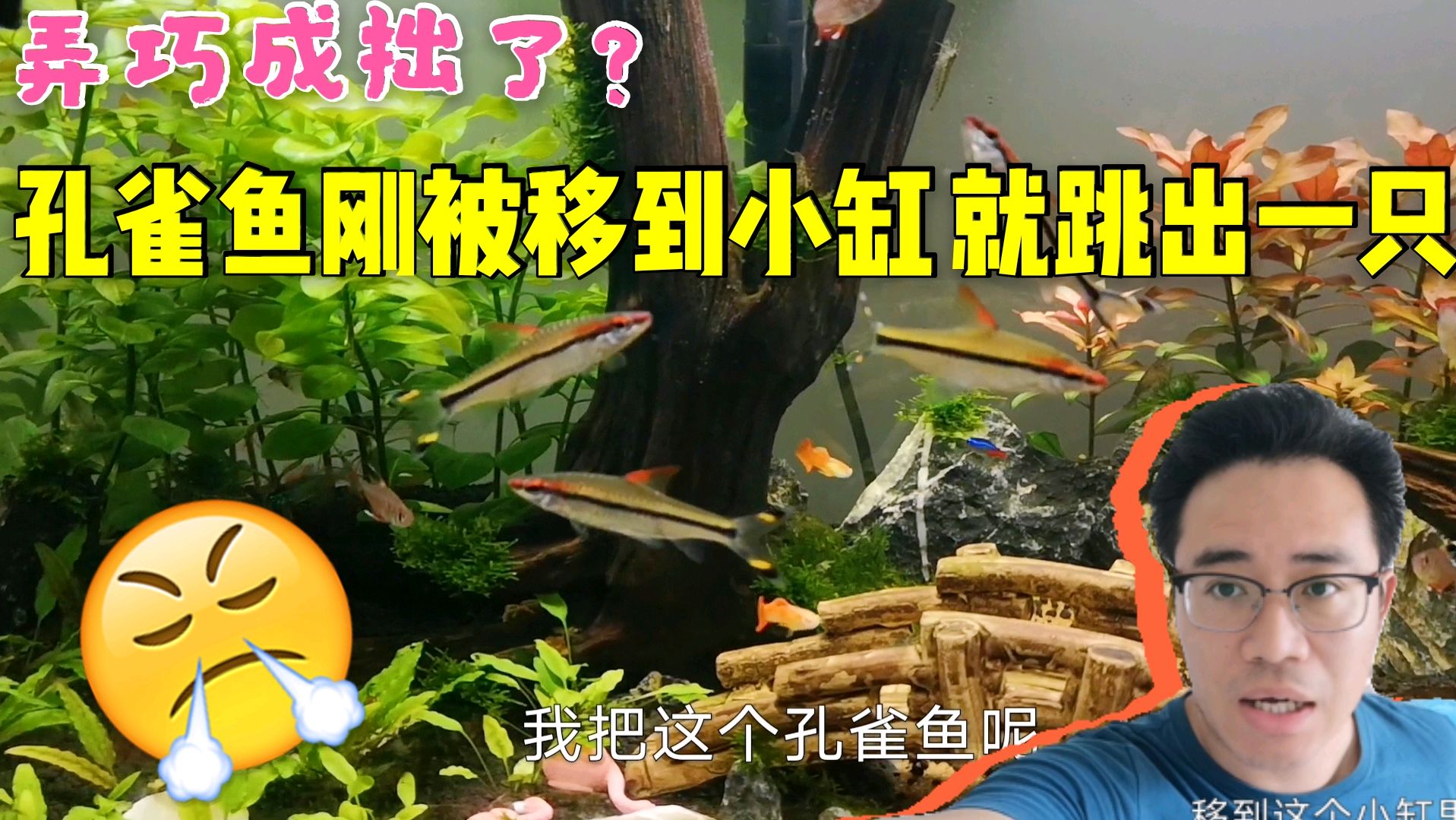 弄巧成拙了?快下崽的母鱼刚移到小缸就挂了1只,难道这么做错了?
