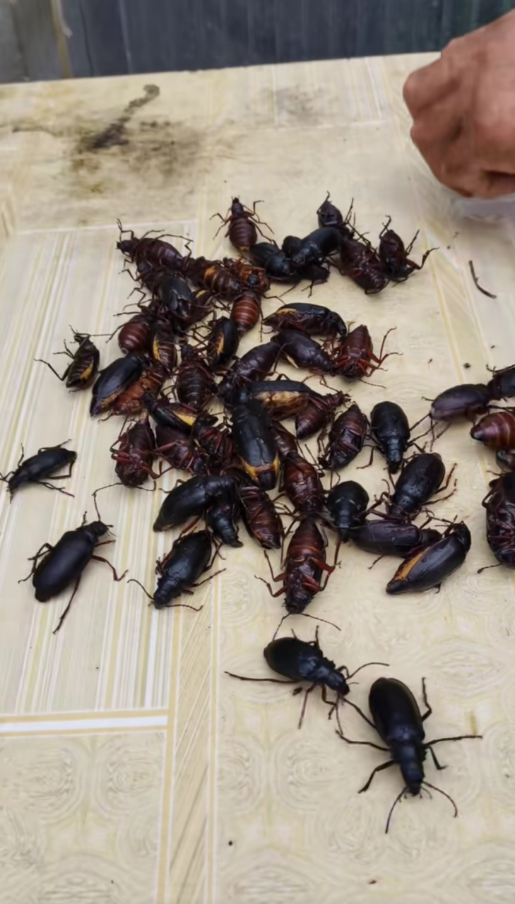 山水牛一年比一年贵,比知了猴还贵的昆虫美食,一只就要六块钱,不舍的