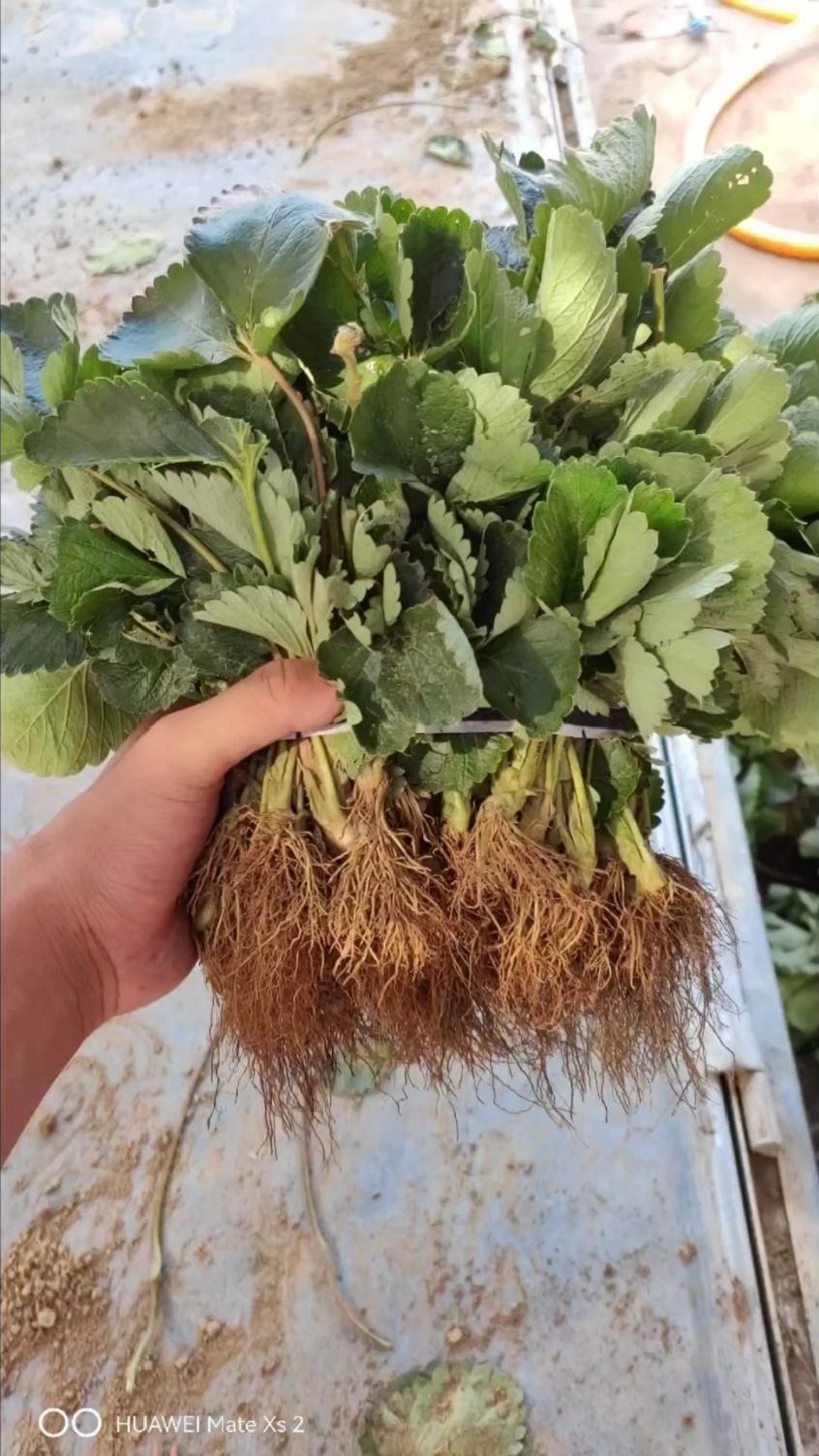 客户预订的妙香七号草莓苗开始起苗!