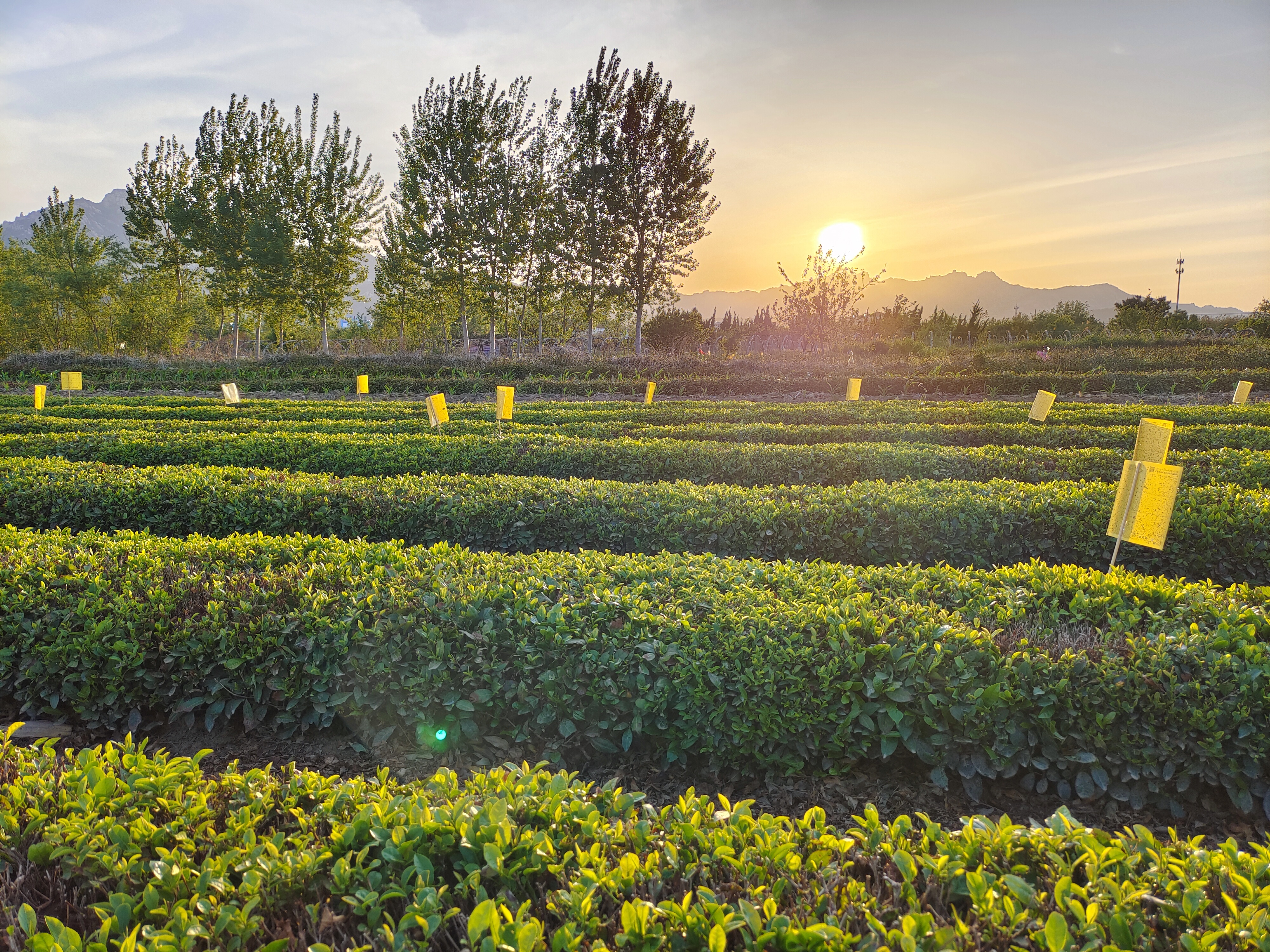 夕阳下的崂山茶园金灿灿
