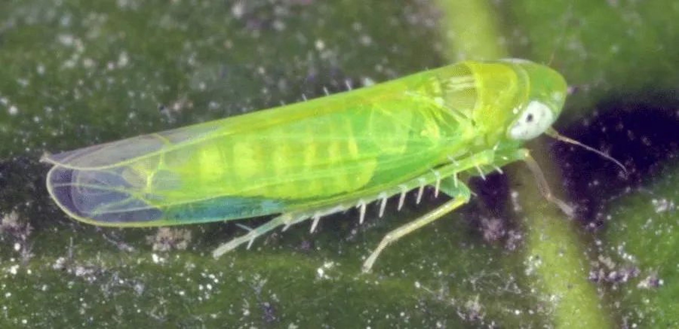 每天认识一种昆虫——小绿叶蝉 小绿叶蝉是半翅目叶蝉科昆虫.