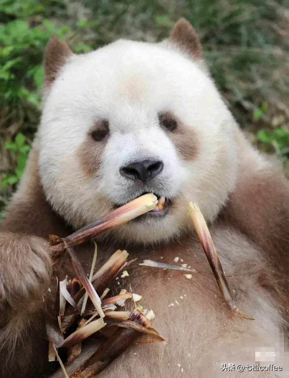 熊猫和熊猫长的也不一样,七仔耳朵像猫,飞云耳朵像米老鼠,七仔嘴巴子