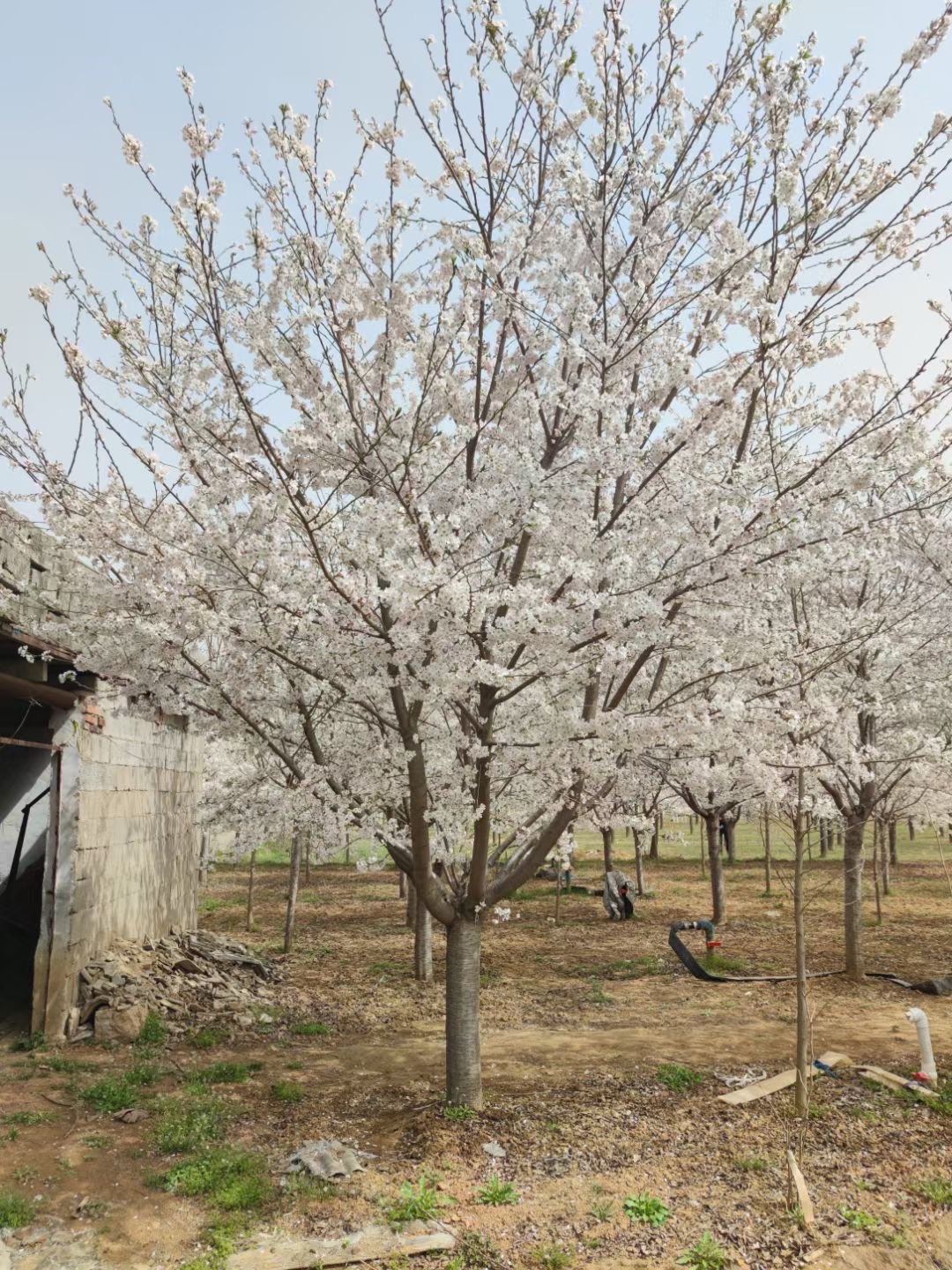 樱花价格—日本晚樱价格—日本早樱价格—染井吉野樱价格—樱花