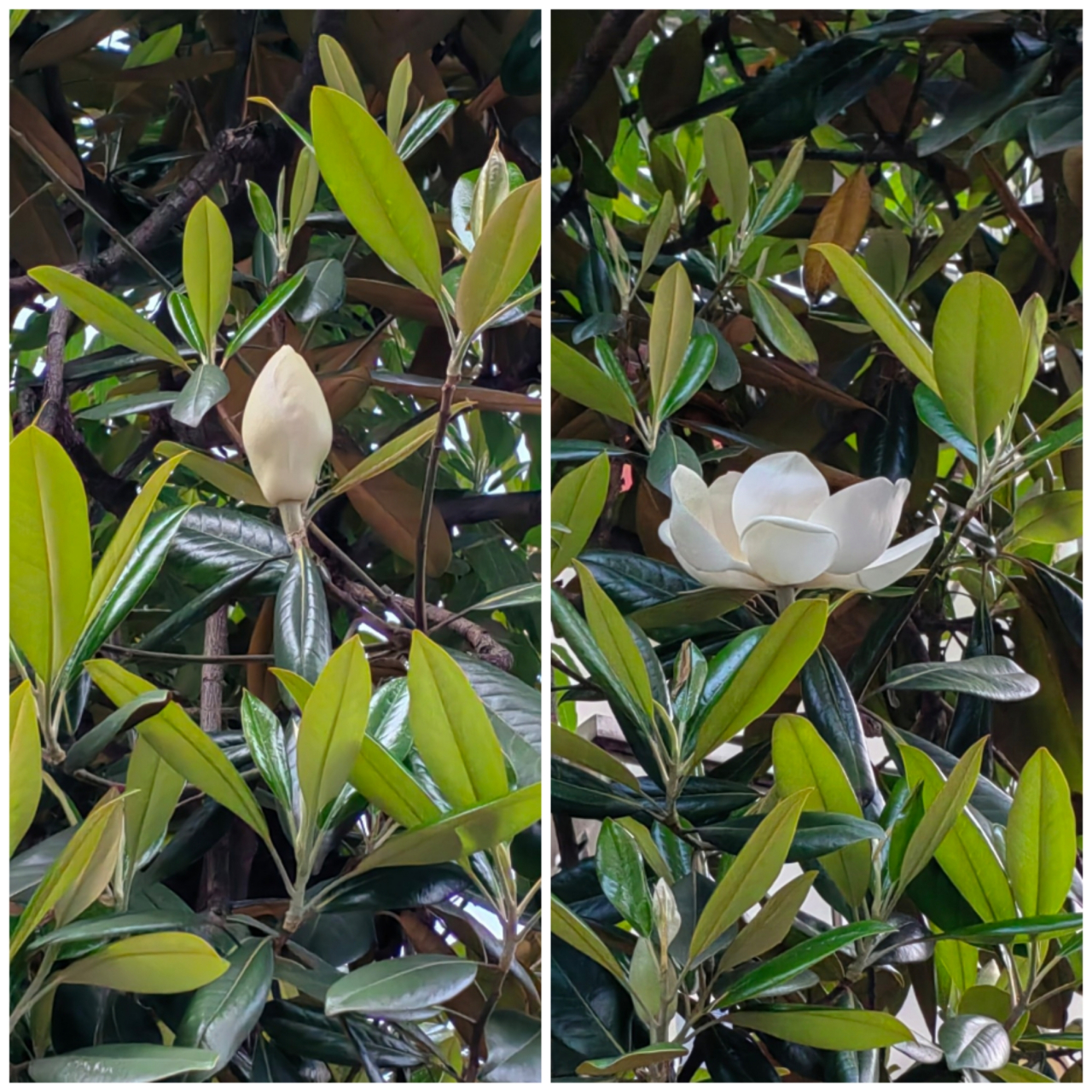 这朵广玉兰花从毛笔状的花骨朵展开成莲花状的花朵,我不记得是间隔了