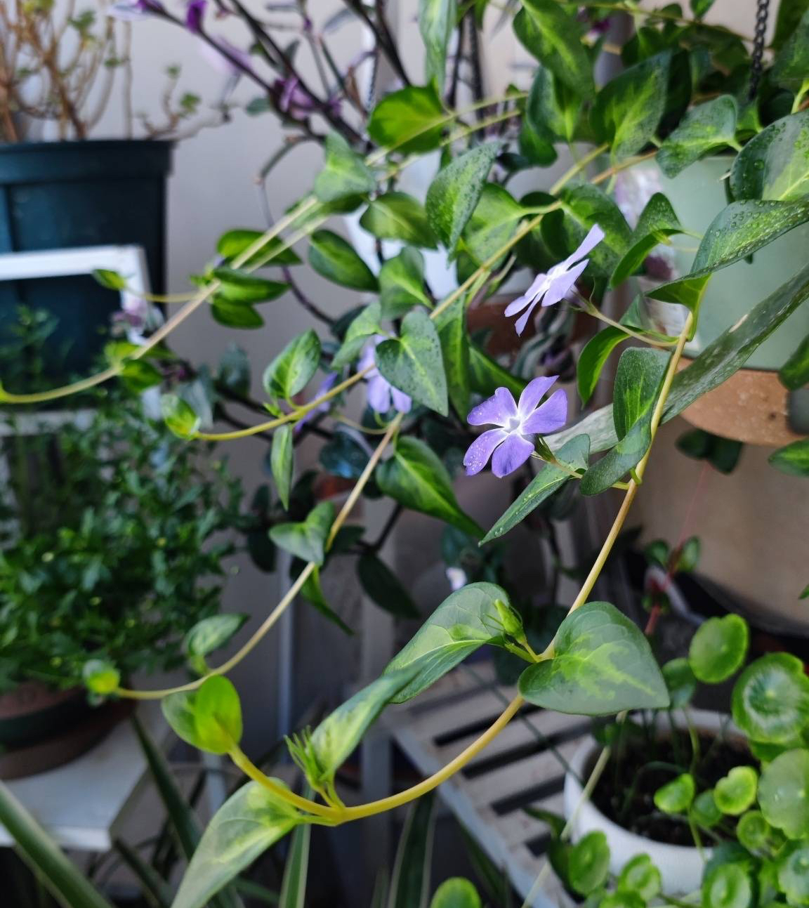 花叶蔓长春的养护3要点,枝条更多更长,花更艳更美,比绿萝还美