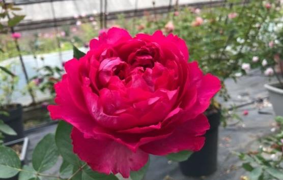 月季花伊芙六号、天使之吻、四度芬芳、胭脂香水