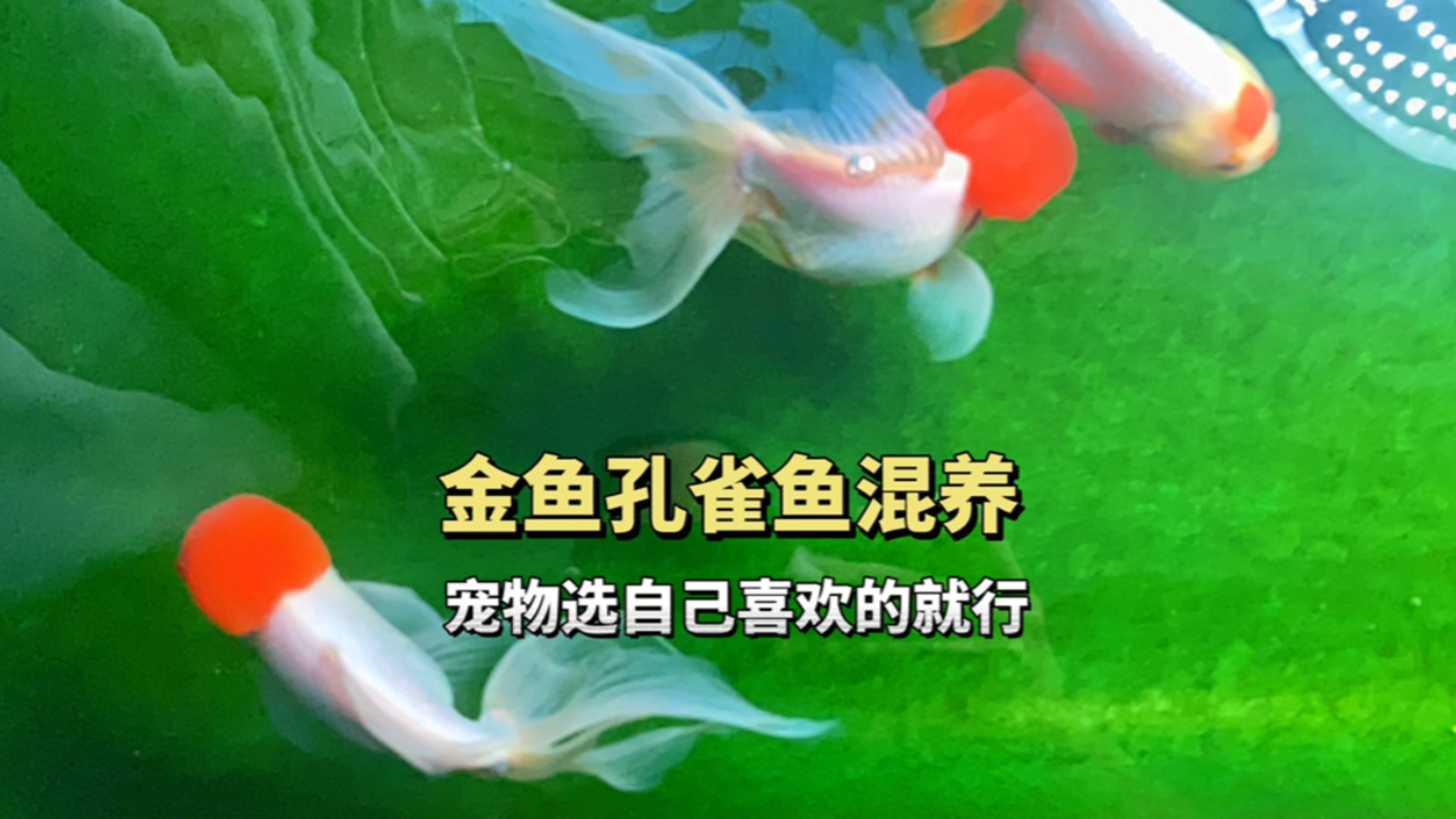 金鱼和孔雀鱼混养,宠物选自己喜欢的就行