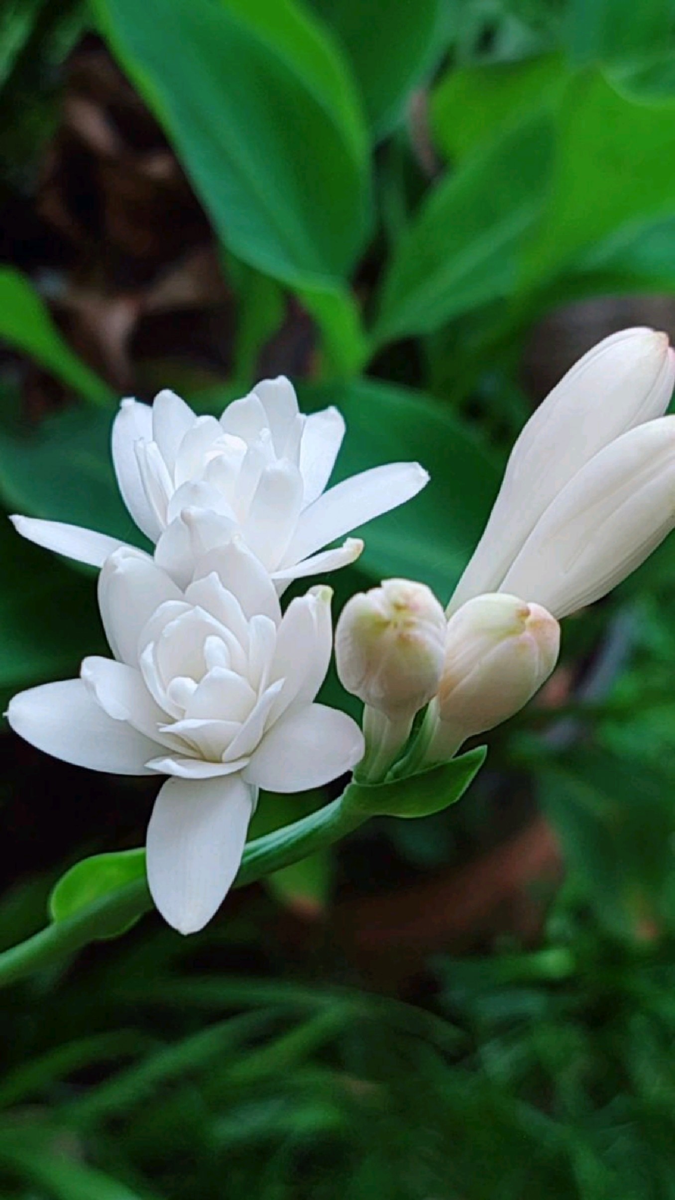 之前喊你种的晚香玉,开花真的太香了