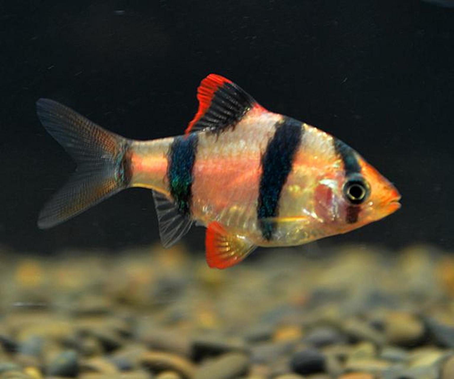 虎皮鱼体色基调为浅黄色,带有红色斑纹和小点,从头至尾有4条垂直的