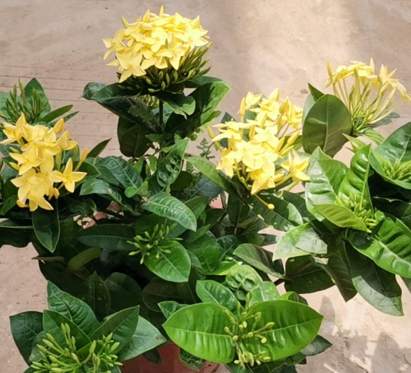 植物图:龙船花(阳生植物)