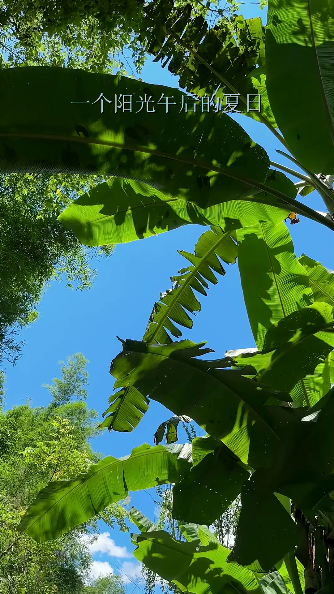 一个阳光午后的夏日