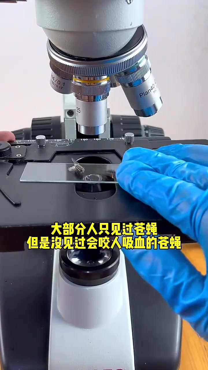 会咬人吸血的苍蝇,你们见过吗?