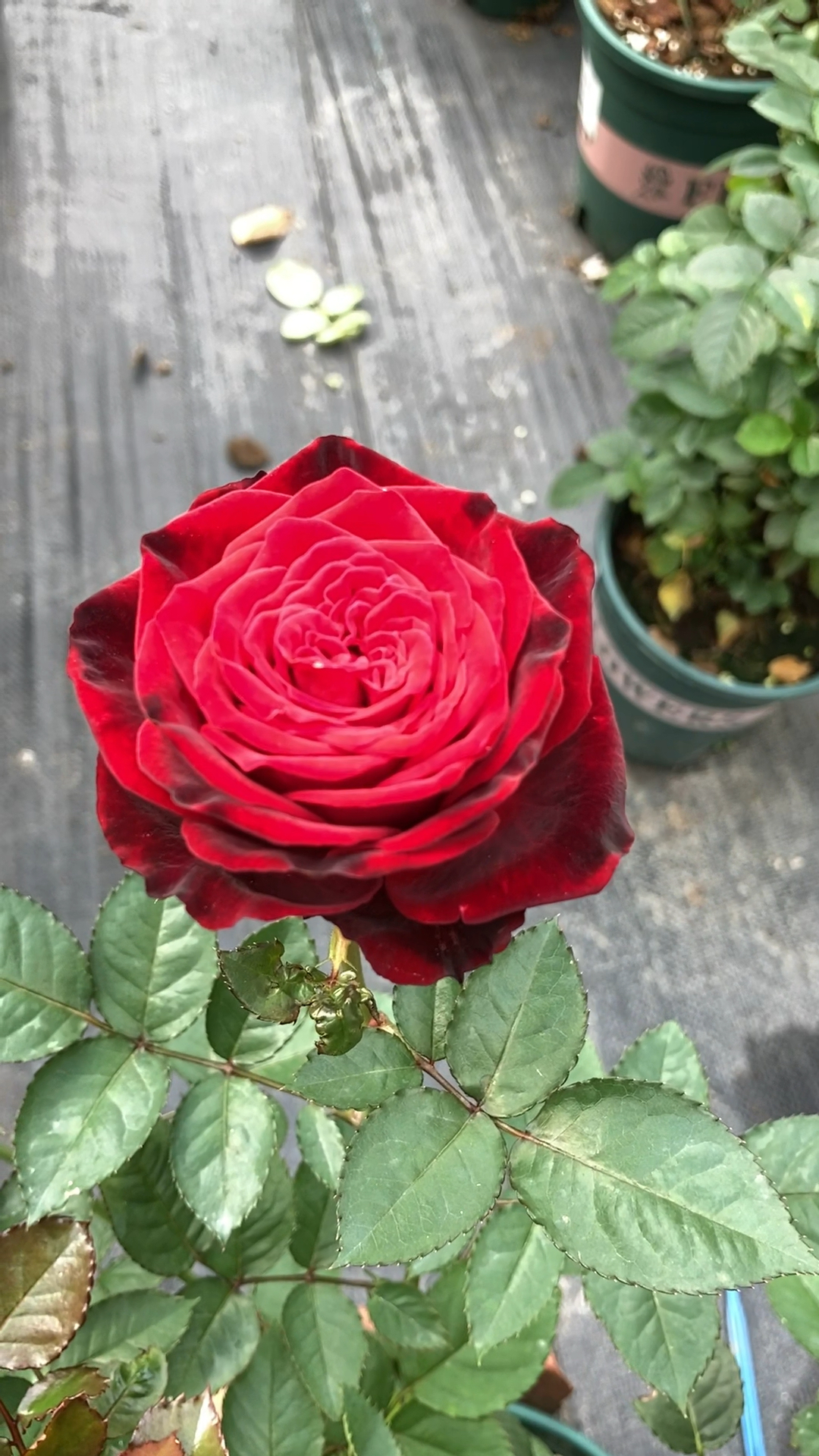 又多一个黑红色月季品种,看起来颜值还不错