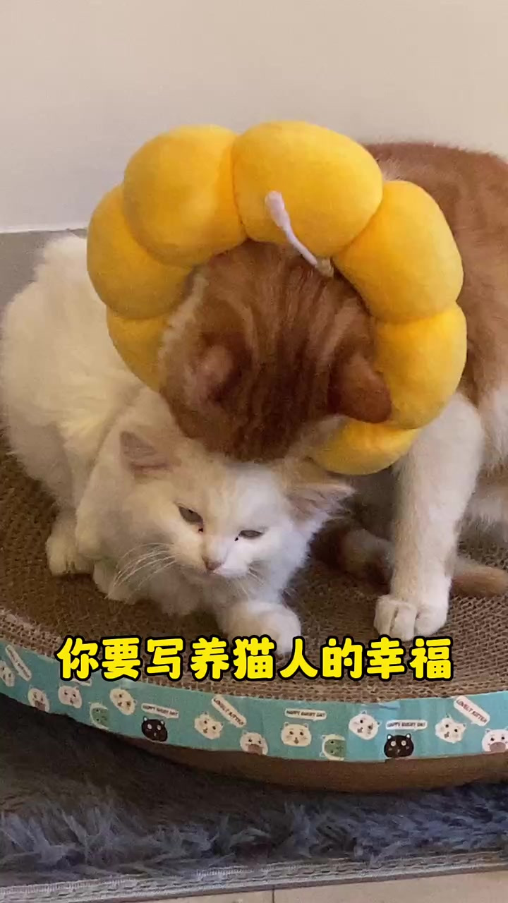 幸福大猫图片大全图片