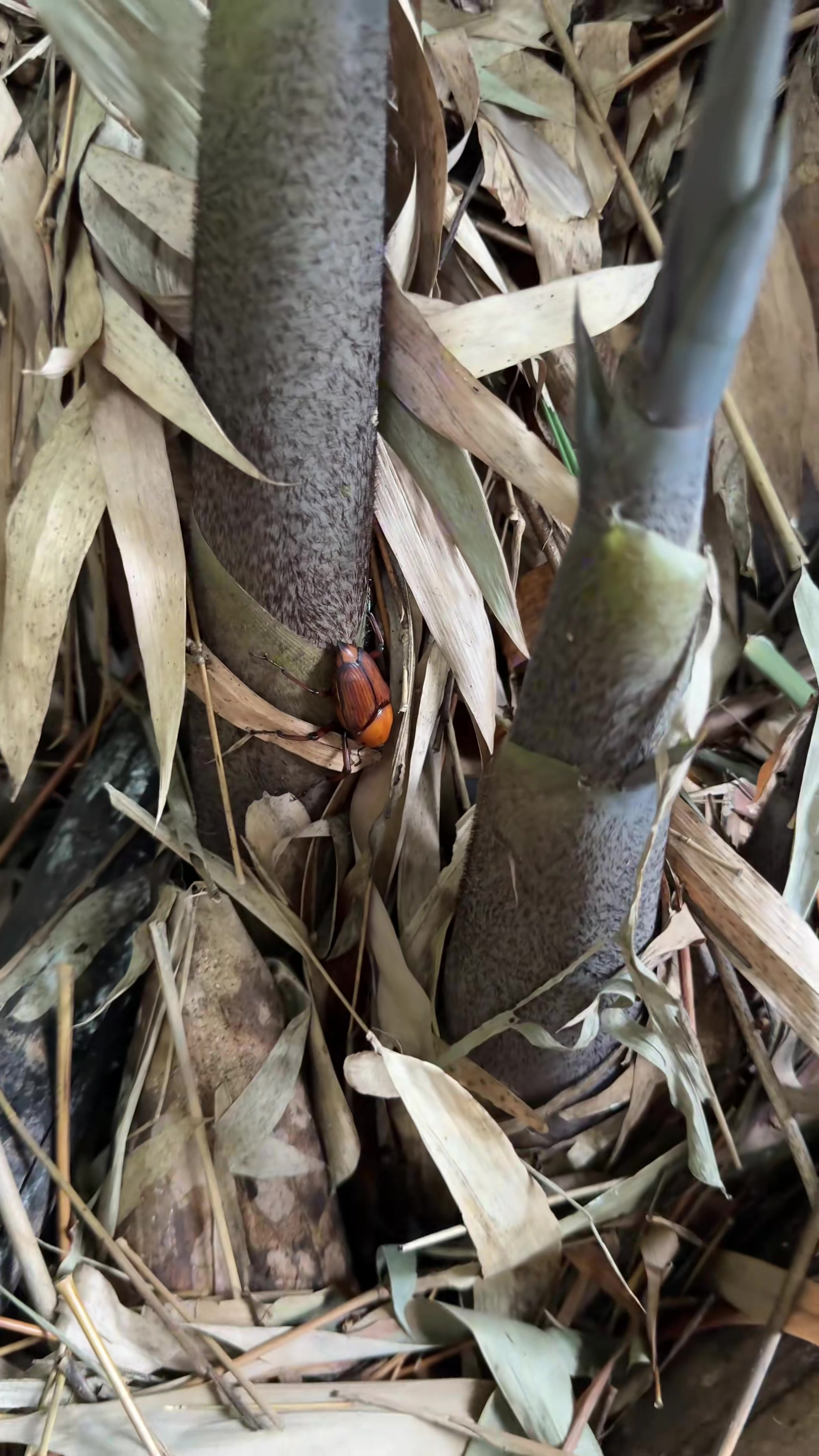 农村随处可见的笋子虫,竟然能卖几百块钱一斤