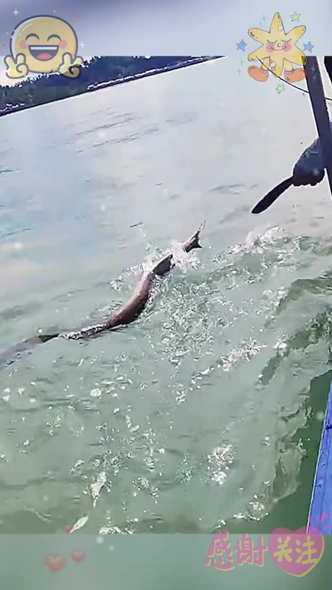 这是一条什么鱼呀