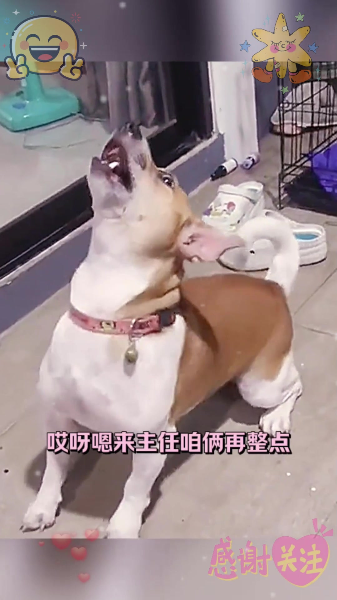 二狗子喝多了呀哈哈