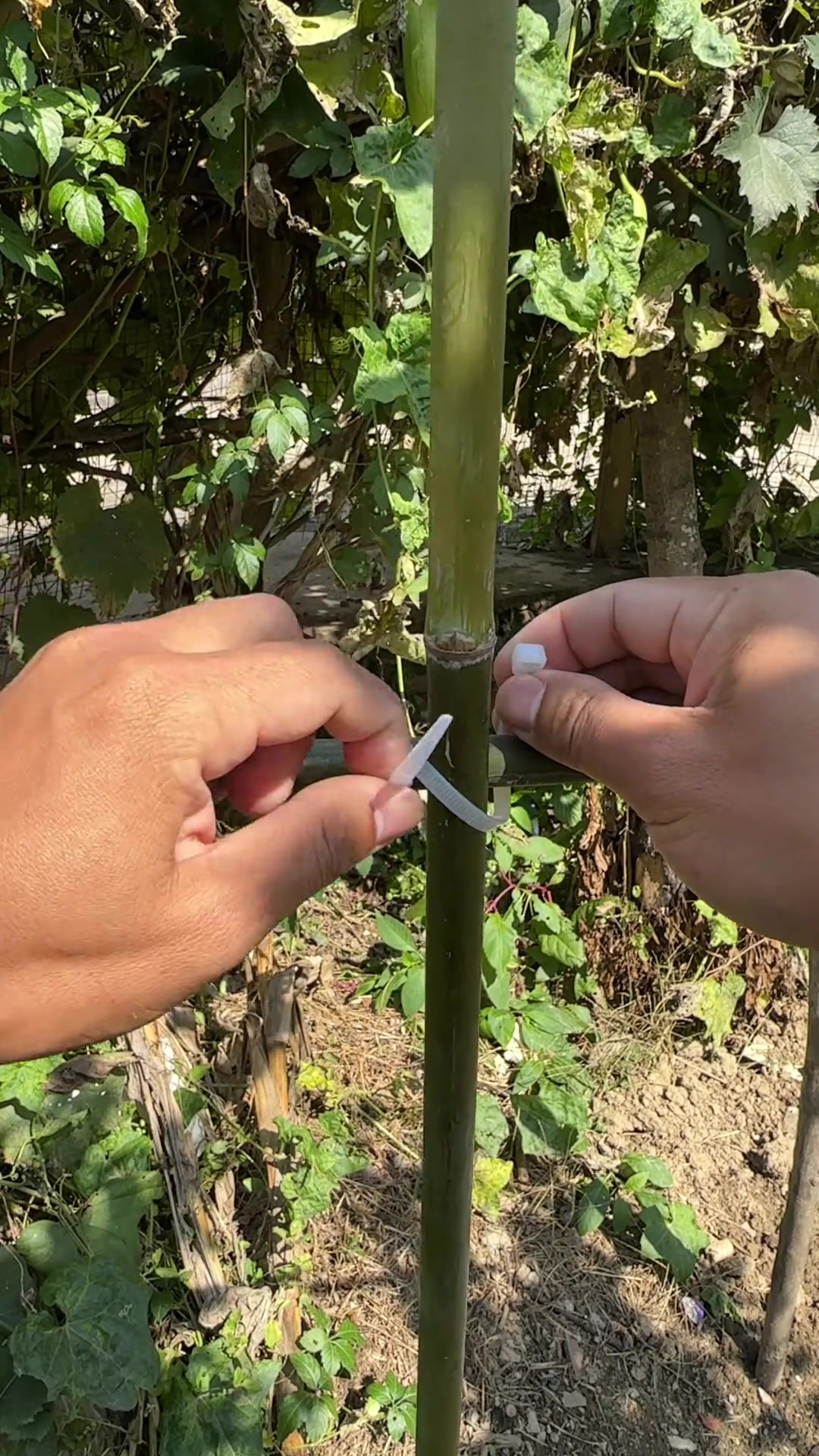 植物彩带怎么绑图片