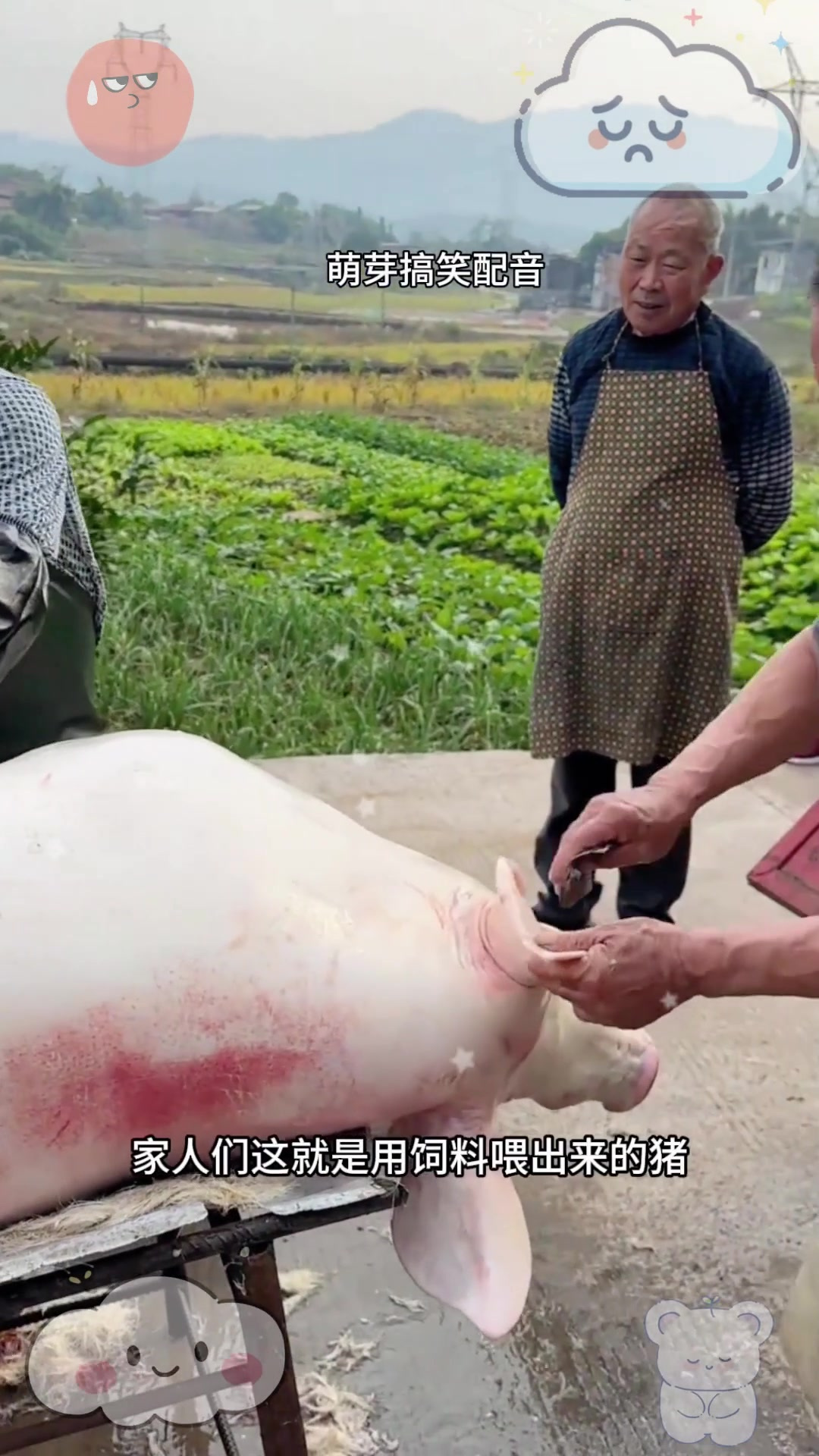 六个月出栏的猪,不可思议