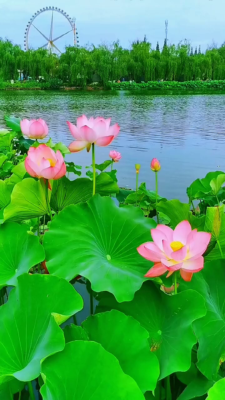 大观楼的荷花已开好,属于我们的夏天开始了