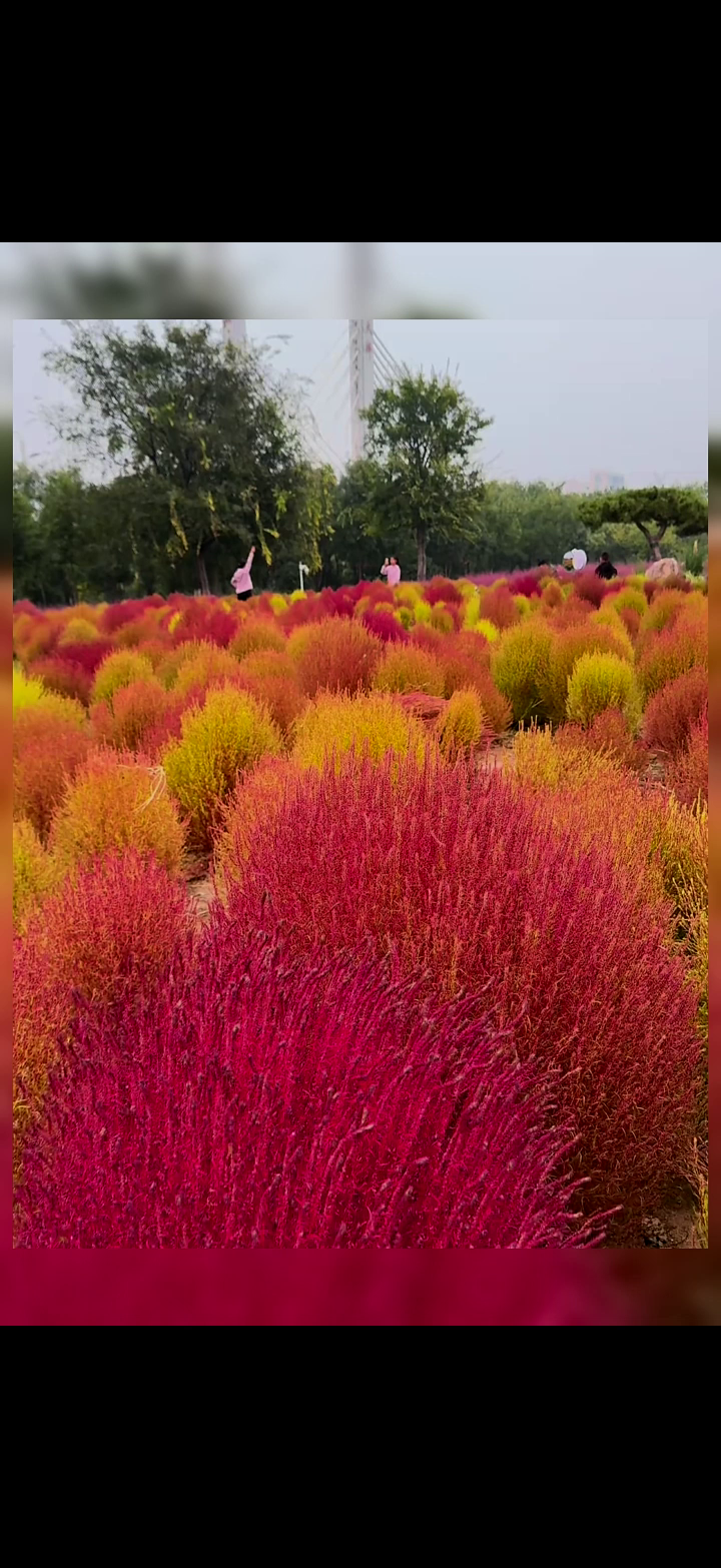 快来安阳迎宾公园奔赴一场秋天最美的遇见～浪漫地肤草花海,地肤草
