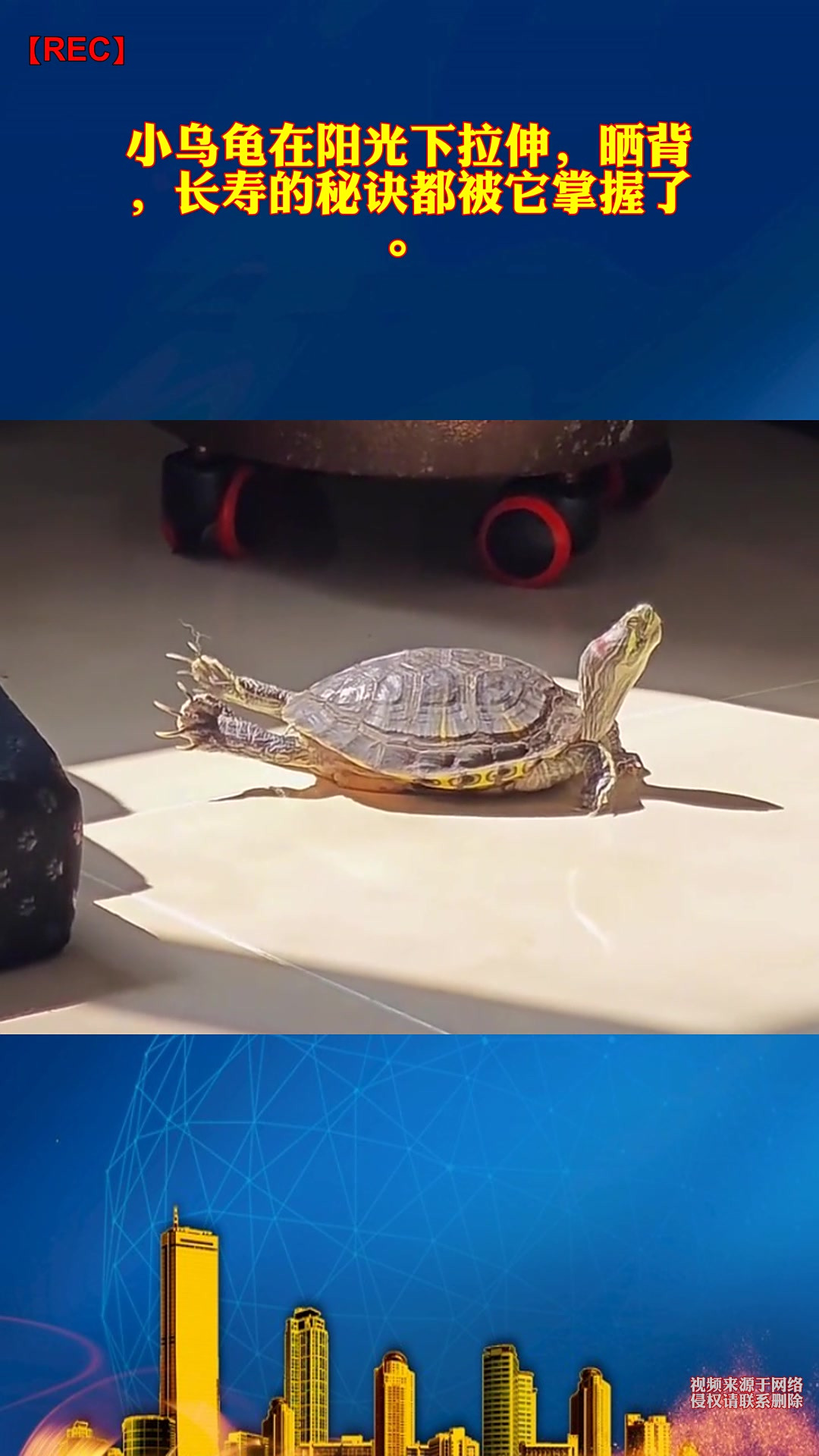 小乌龟在阳光下拉伸,晒背,长寿的秘诀都被它掌握了