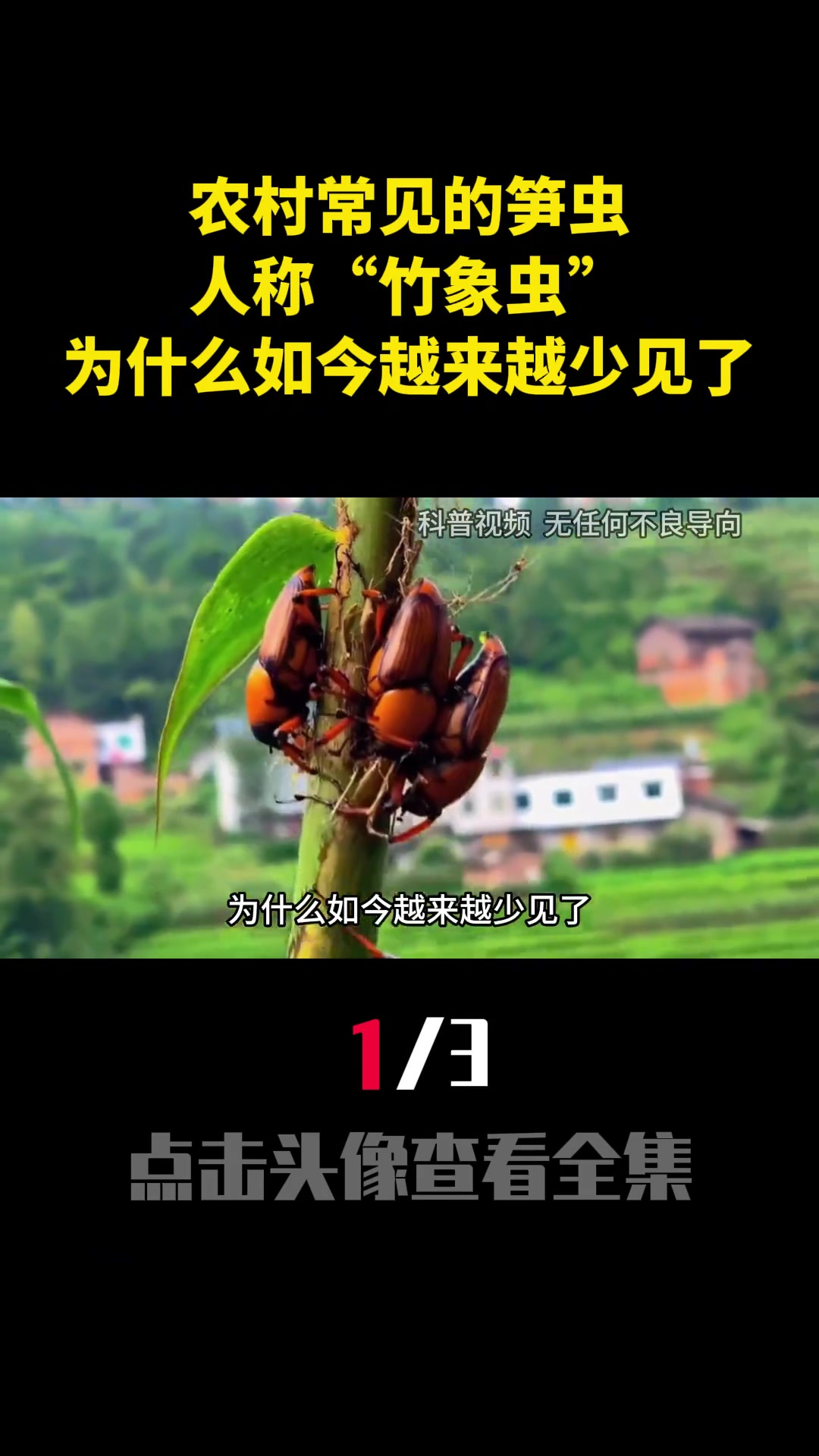 农村常见的笋虫,人称"竹象虫",为什么如今越来越少见了?