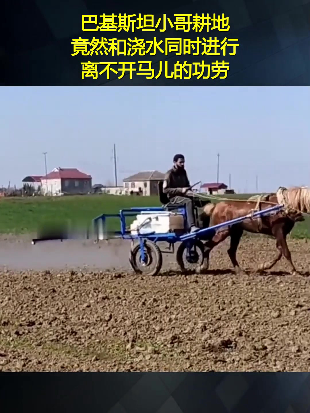 巴基斯坦小哥耕地,竟然和浇水同时进行,离不开马儿的功劳!