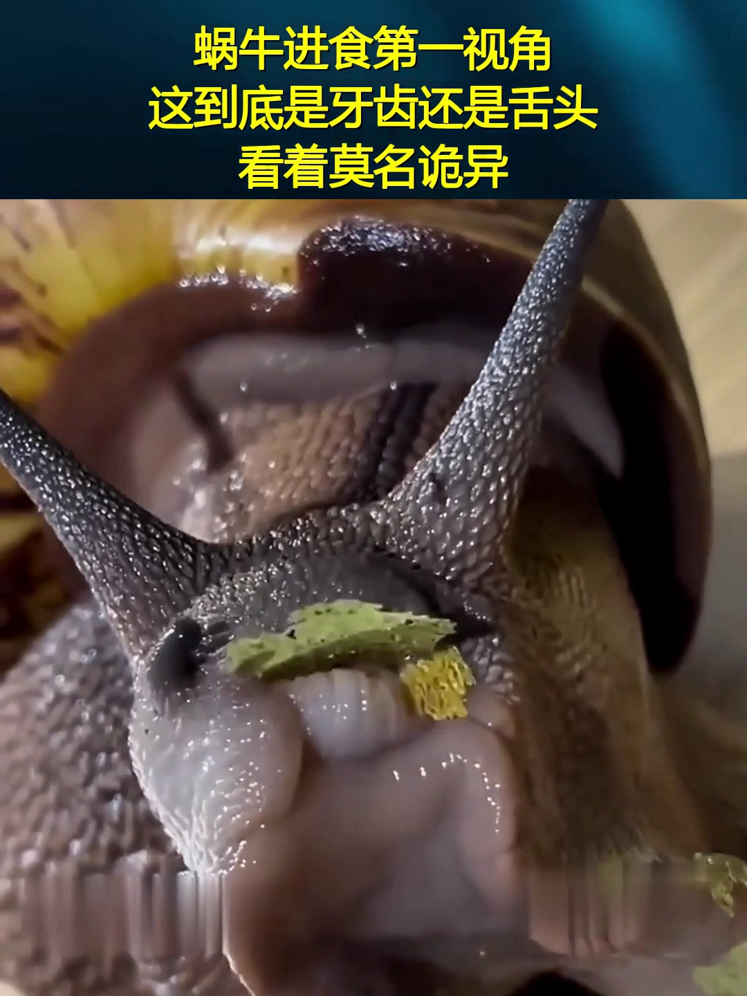 蜗牛进食第一视角,这到底是牙齿还是舌头,看着莫名诡异!
