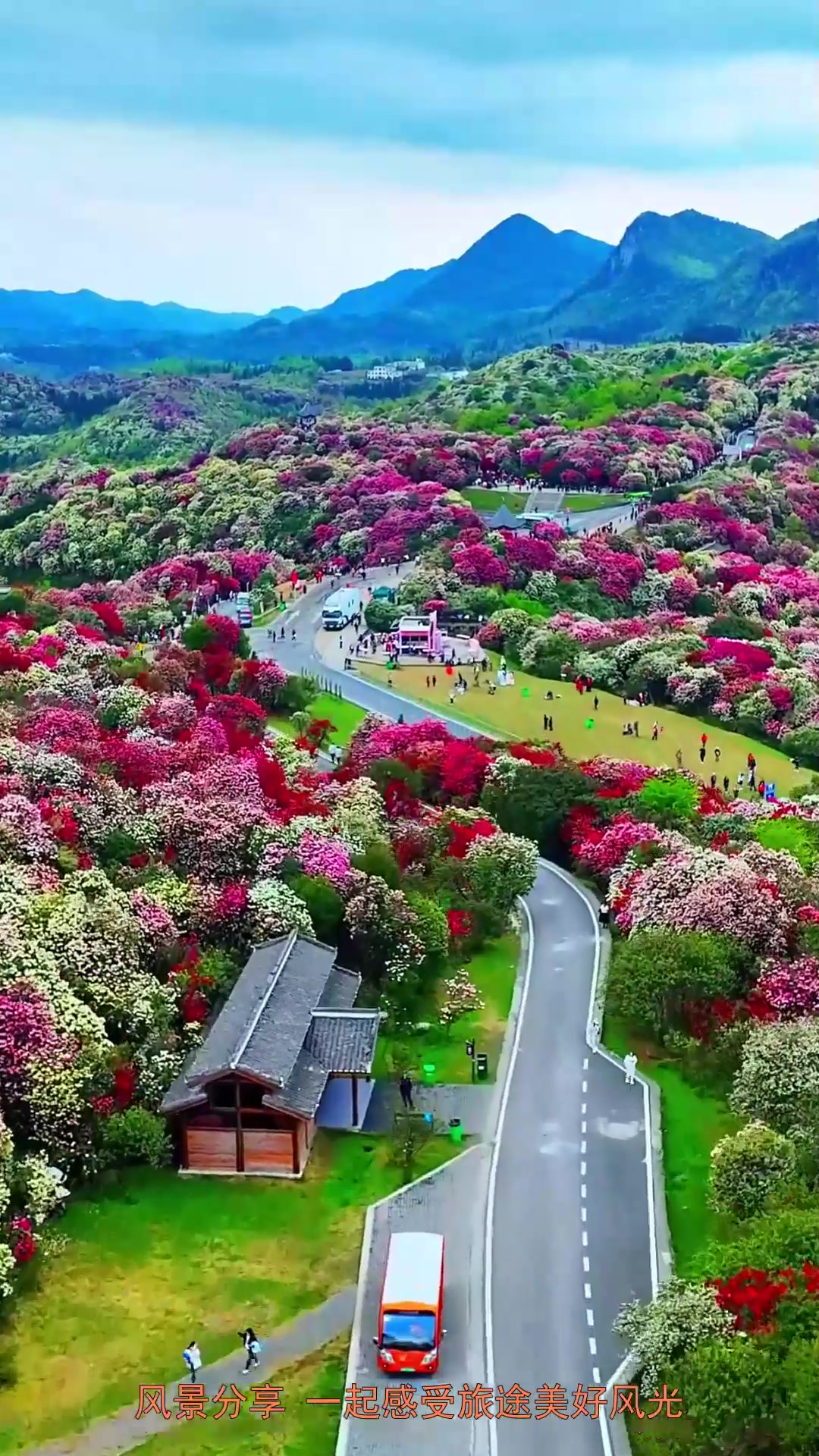 旅行,贵州毕节百里杜鹃花,大美贵州,花海毕节,毕节国际杜鹃花