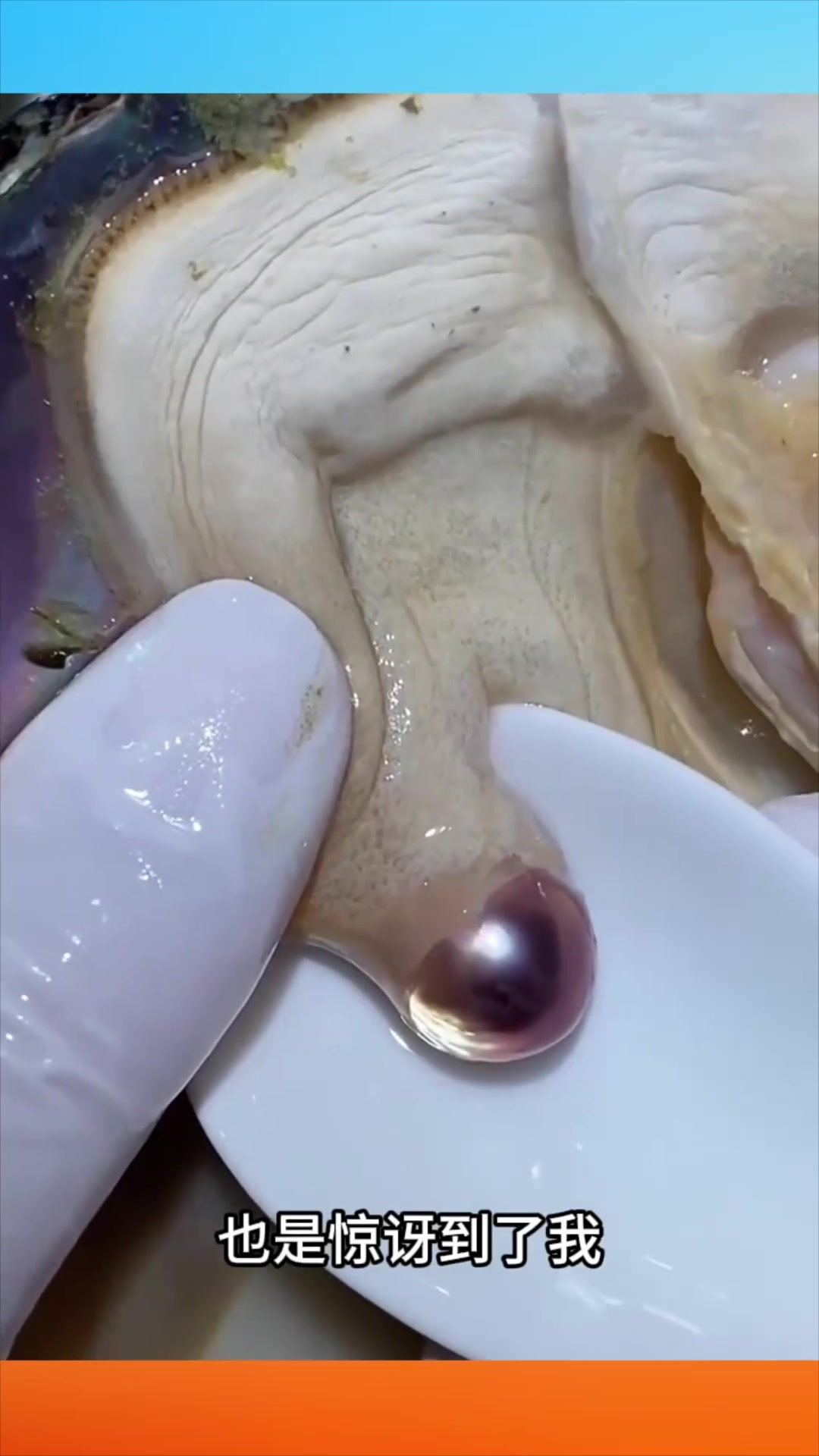 河蚌里的大珍珠!