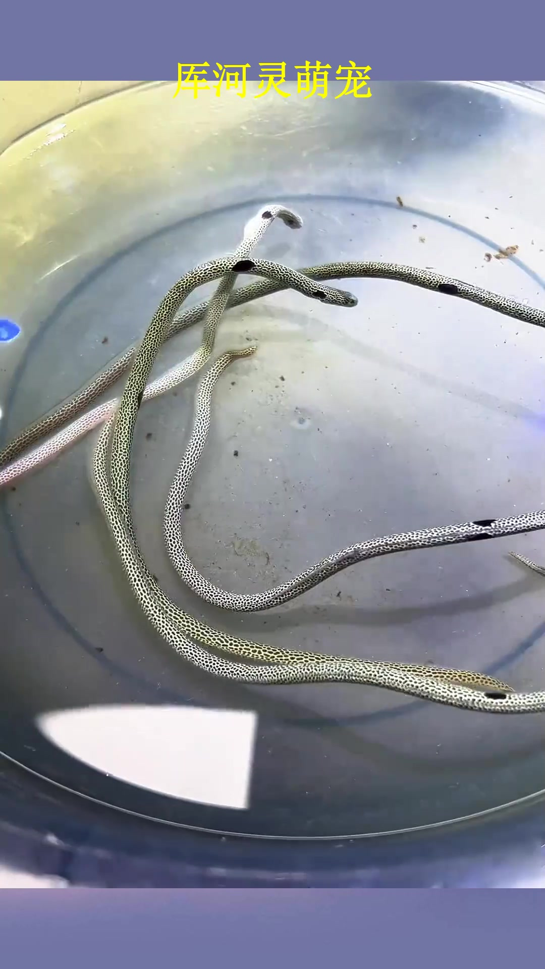 此视频记录了小花园鳗来到私人海洋以后的生活