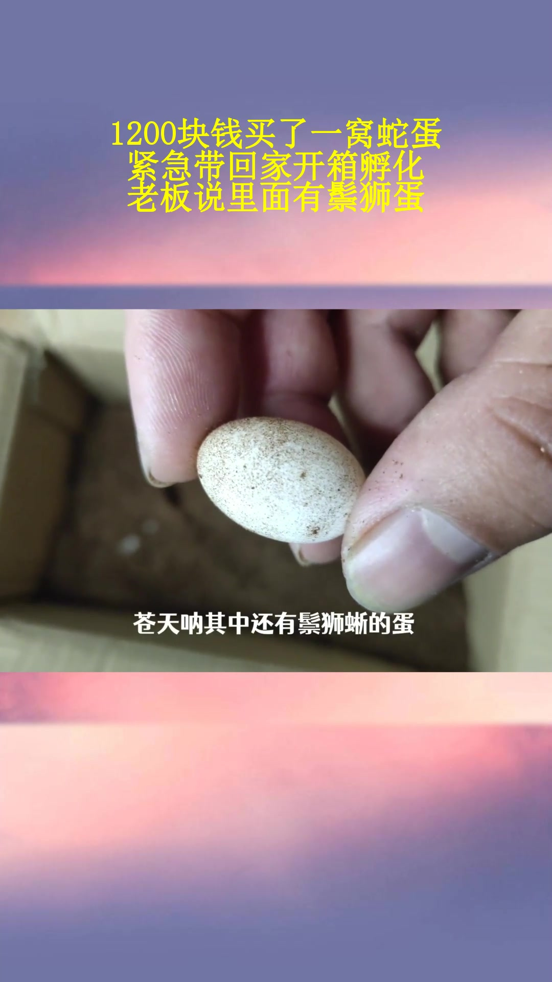 1200块钱买了一窝蛇蛋,紧急带回家开箱孵化,老板说里面有鬃狮蛋