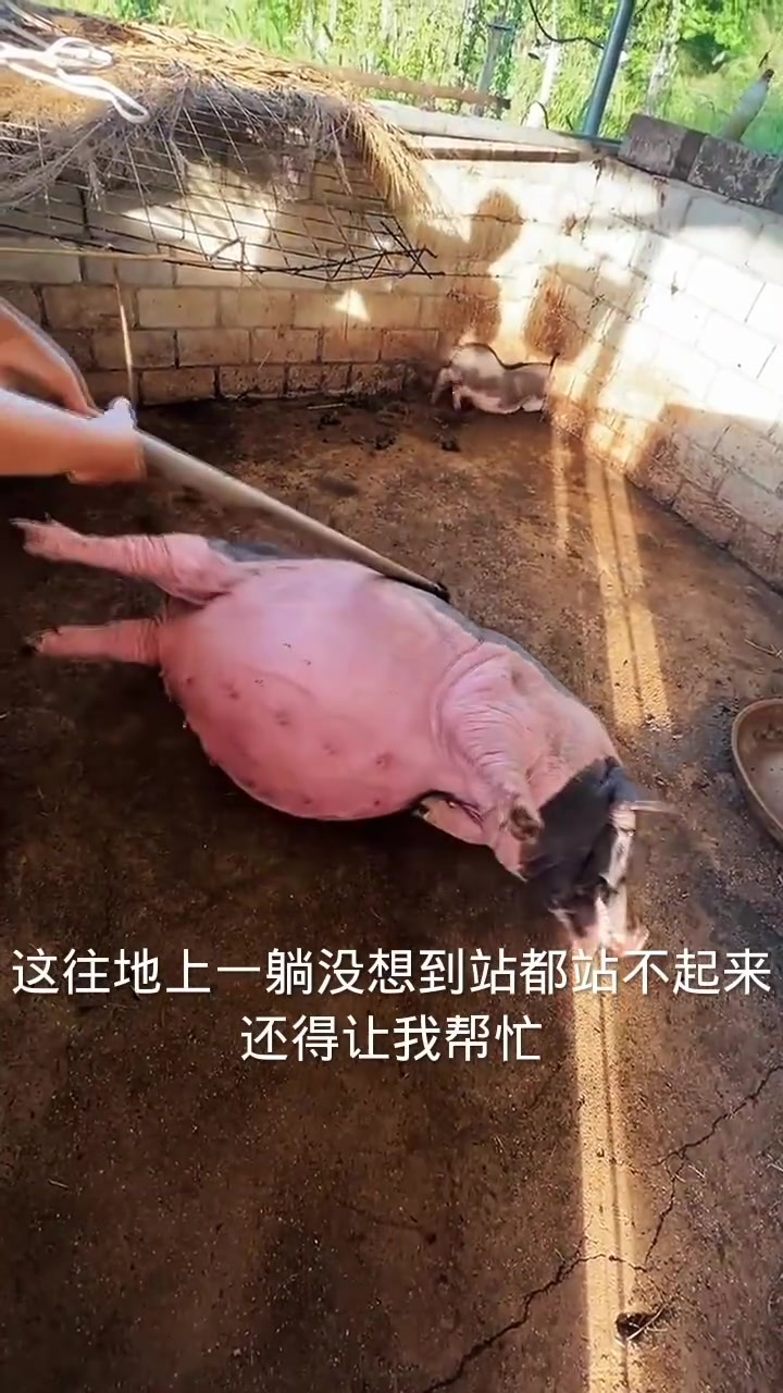 这猪的肚子咋还这么大