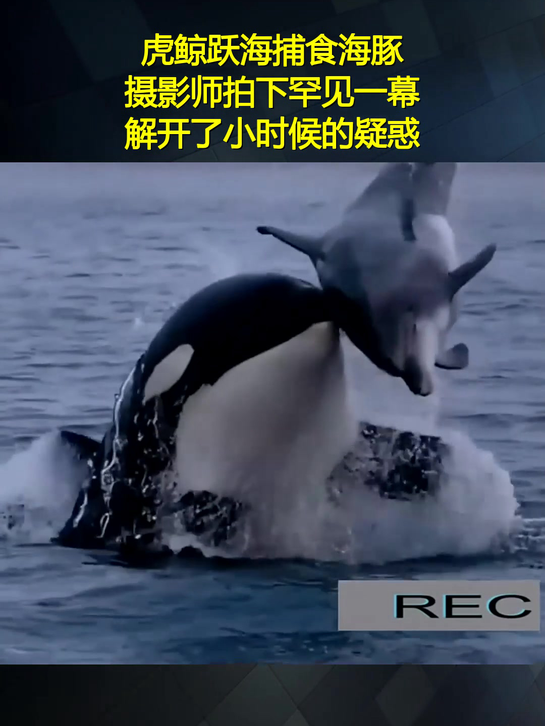 虎鲸跃海捕食海豚,摄影师拍下罕见一幕,解开了小时候的疑惑!