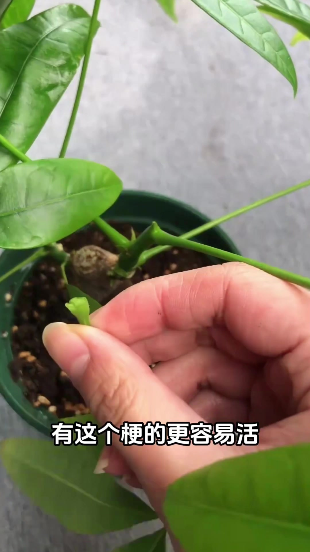 教你怎么扦插发财树,这是最快的方法了,你同意吗?