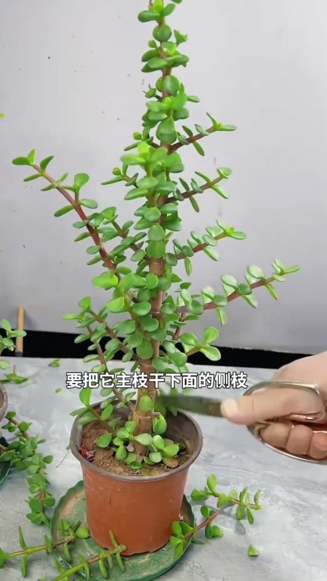 想要一颗造型好看的金枝玉叶,这个方法自己在家就可以做