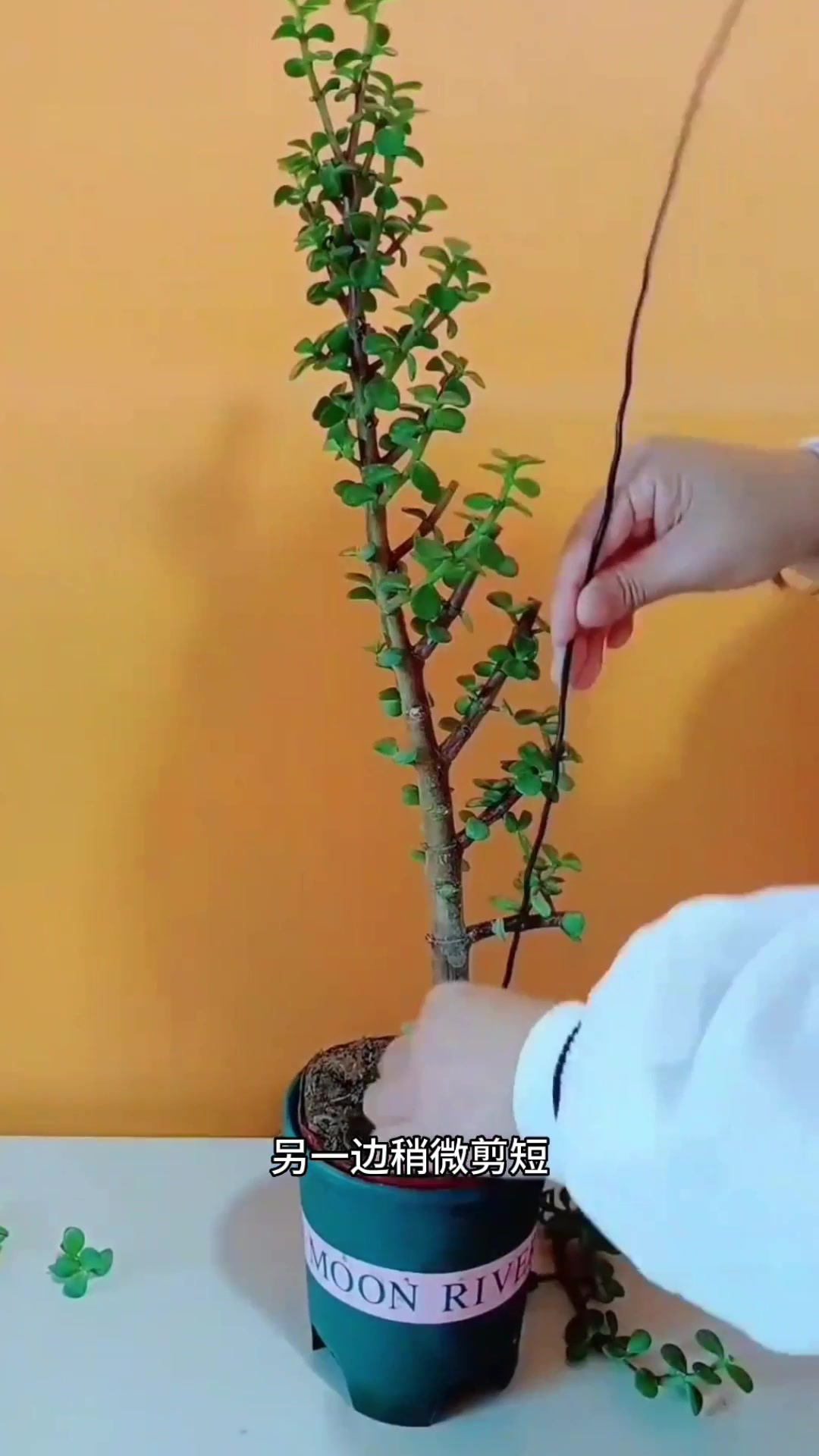 金枝玉叶造型方法,赶紧看过来