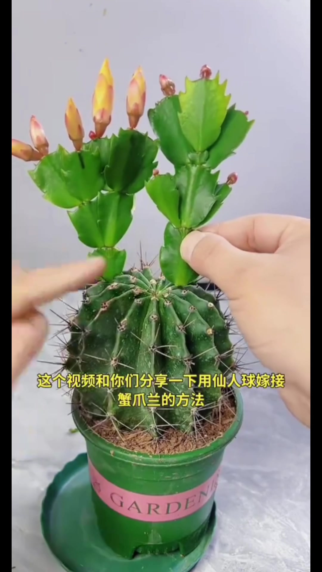 万花美花卉蟹爪兰嫁接仙人球,绿意盎然生新姿,奇趣融合显创意
