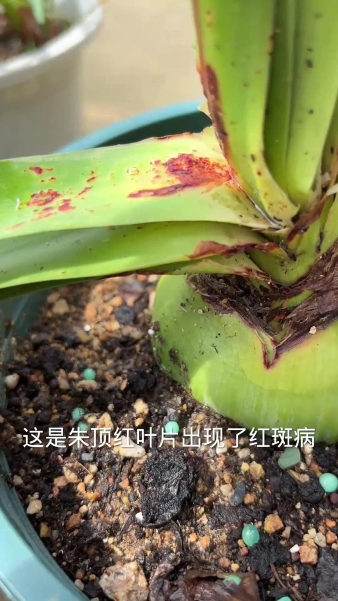 朱顶红叶片出现红斑病,这样处理