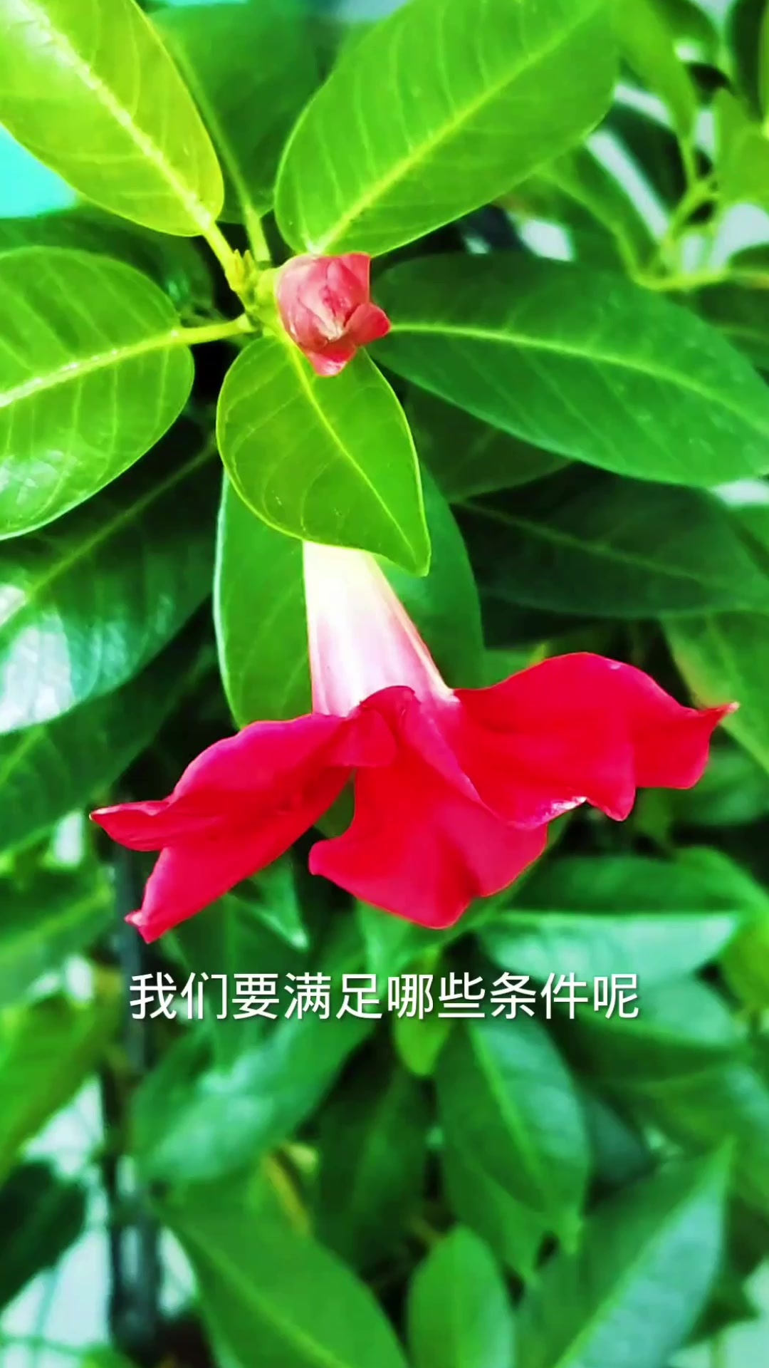 飘香藤顺利长出花苞,要满足这些条件