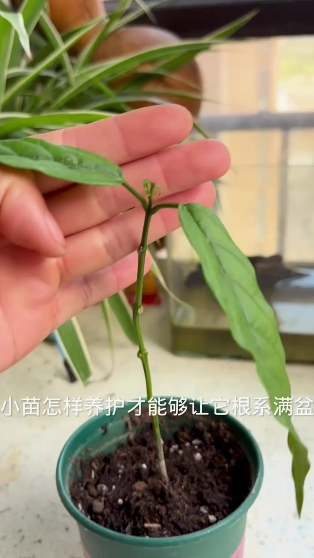 垂丝茉莉发芽图片